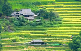 Đồng bào thu hoạch 